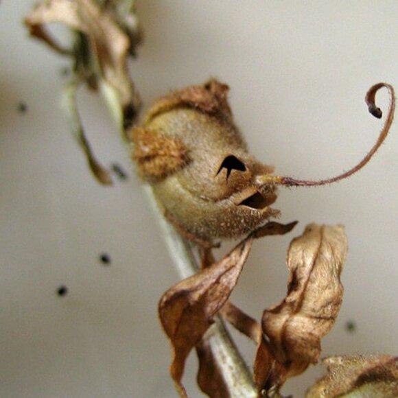 Snapdragon pendant - Picture 2 of 6